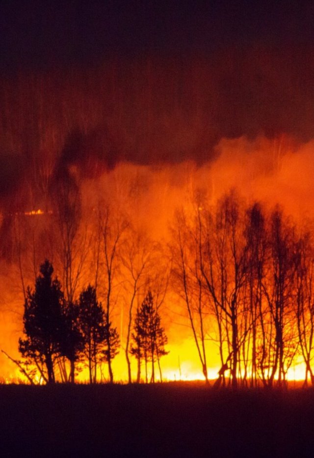 Greenpeace рассказал о высоких рисках повторения сибирских пожаров 